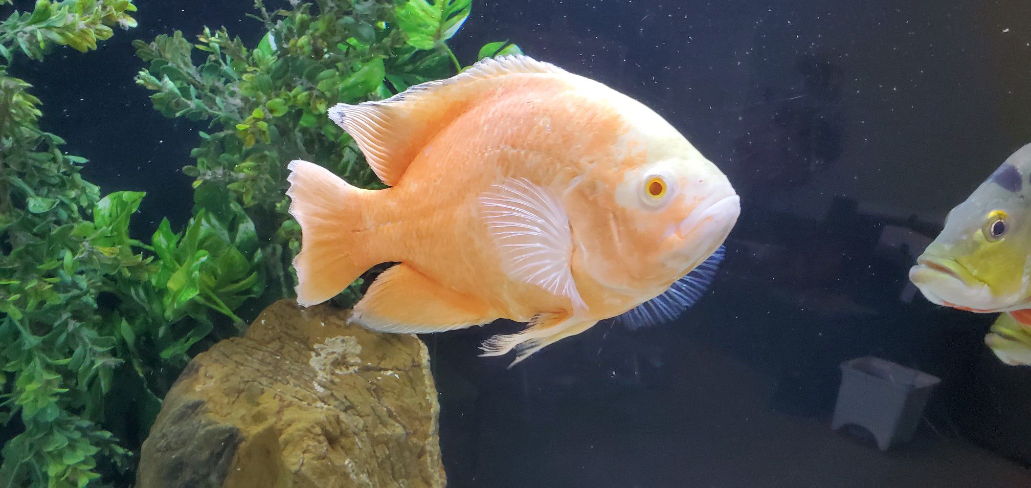 fish tank/fish