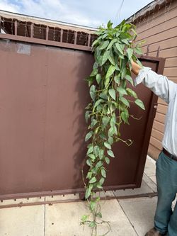 6” xxxl pothos Cebu blue 7 feet long
