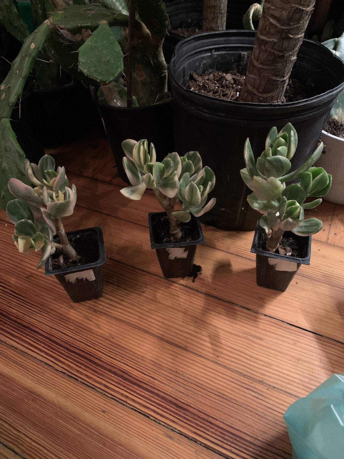 Vargirated Jade Plants!! $15 Each!!