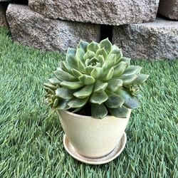 Succulent in Tiny Pot With Saucer 