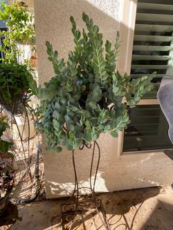 Kalanchoe Mariner’s