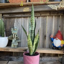 Indoor Mother-in-Law or Snake Plant