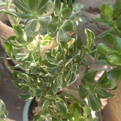 Hermosa Planta De una Yarda De Alto 15.00