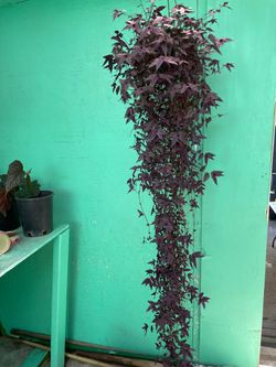 Purple bridal