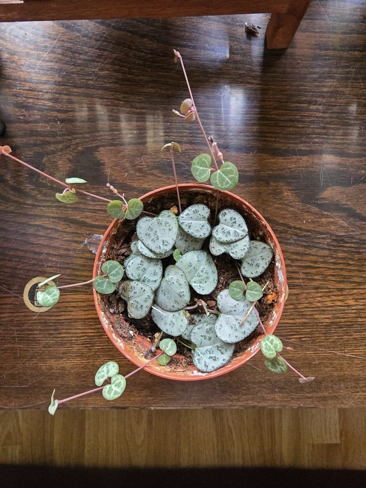 String Of Heart 