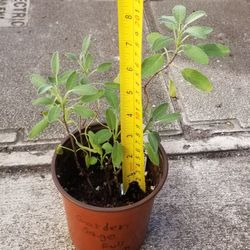 Common  Sage Plant,  Live 