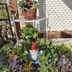 Large Succulents Arrangements 