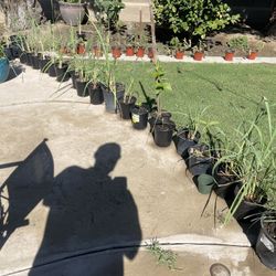 Lemongrass Plants Mosquito Repellent $10