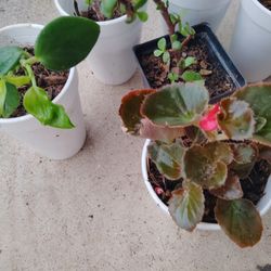 plantas varios precios $$15$25$3$5