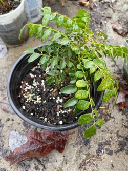 Curry Leaf Plant