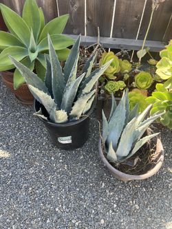 Blue Agave Americana Plants
