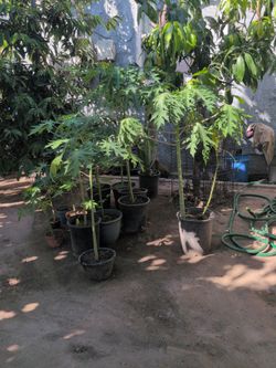 Papaya trees/Arboles de papaya
