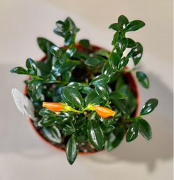 Columnea Cherio (Goldfish) Plant
