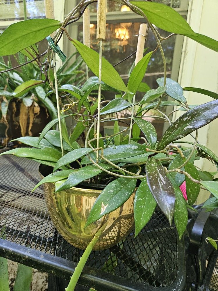 Hoya Plant With Plant