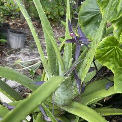 Aloes 
