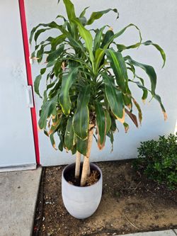 Dracaena fragrans
