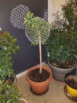 Mickey Ball Topiary Plant - 18"