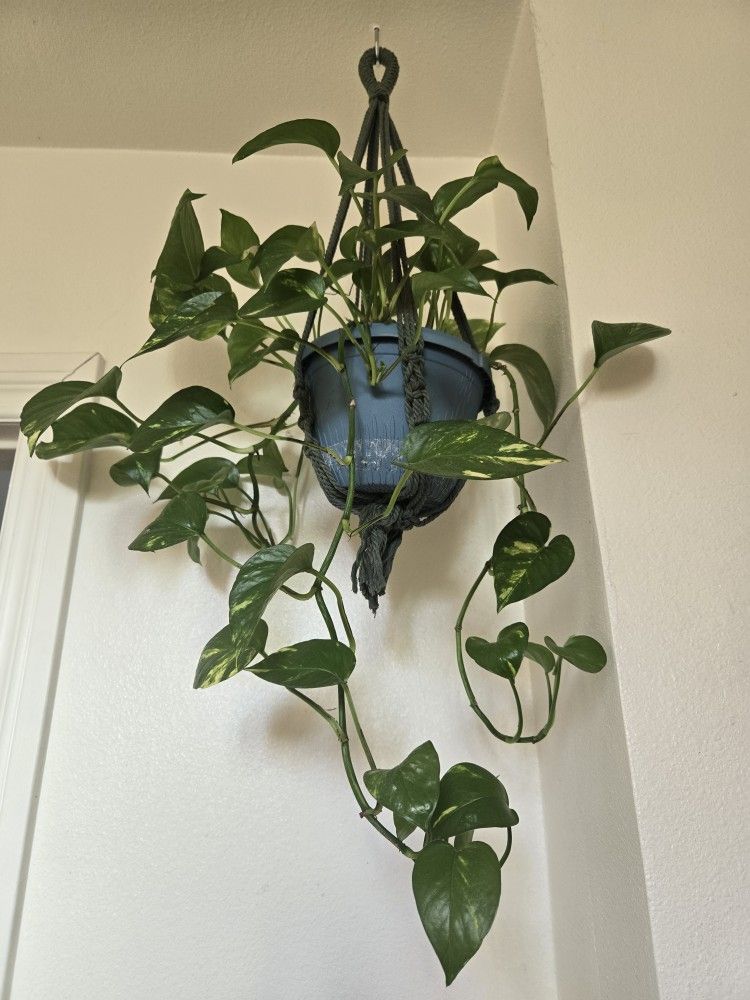 Plant
