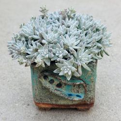 Succulents plants 🪴 （Dudleya gnoma S.W.McCabe）
