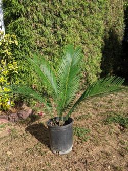 Healthy Sago Palm