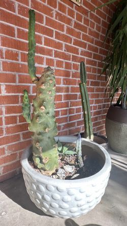 Totem Cactus for Sale