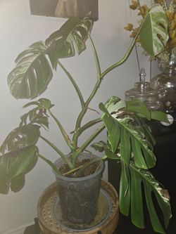 Monsteras Albo variegated diferentes sizes