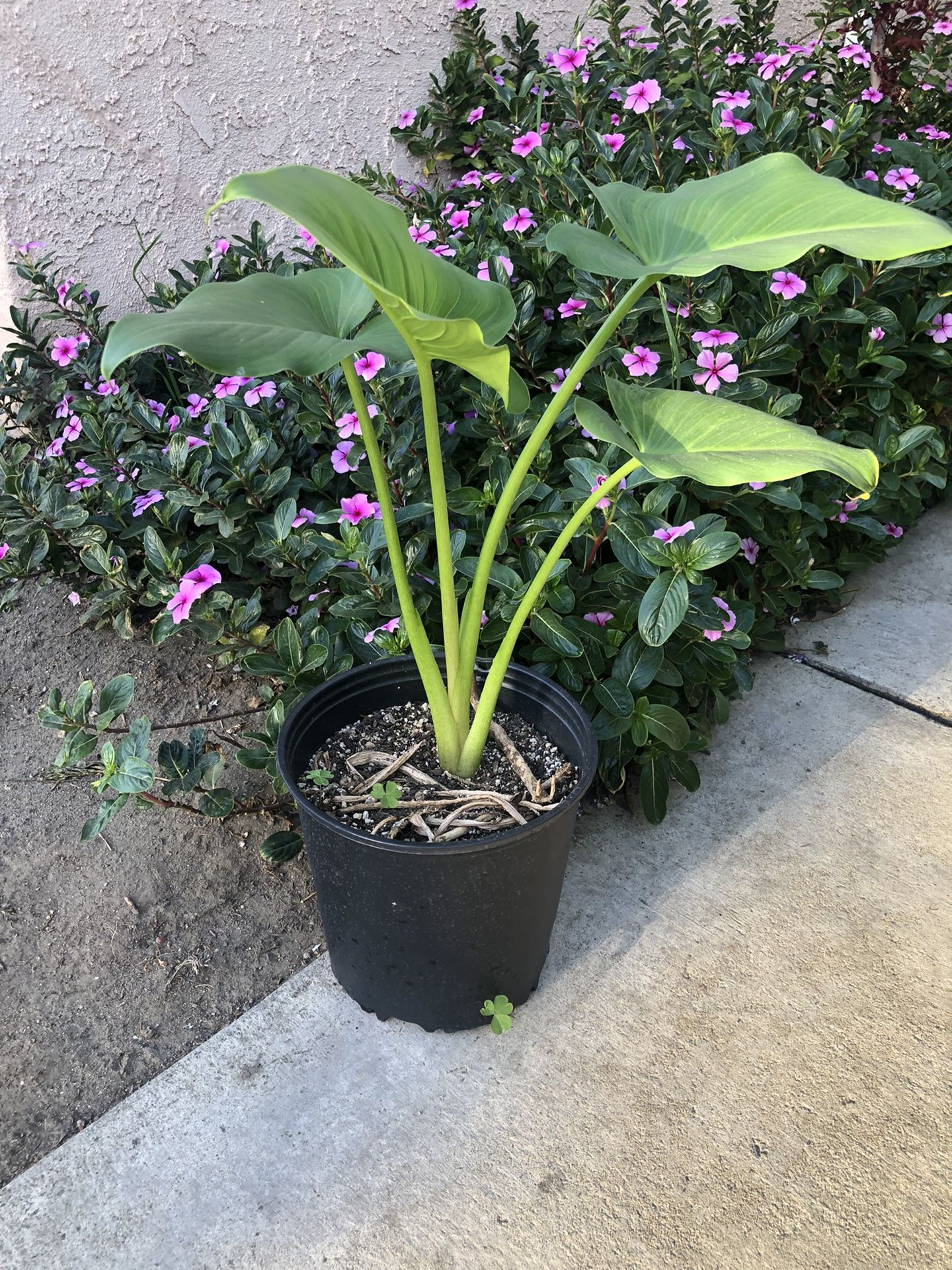 Calla Lilly Plants White Flowers