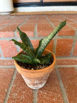 Snake Plant