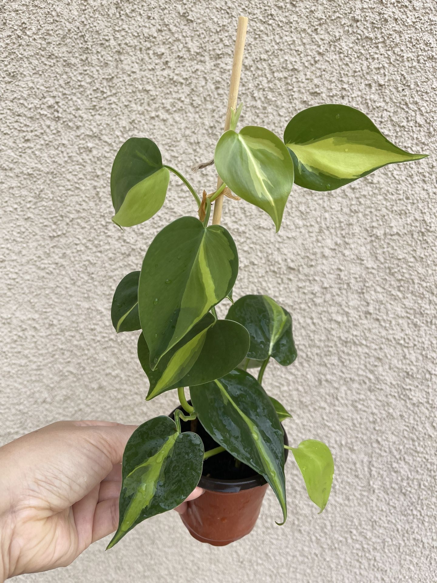 Beautiful Philodendron Brazil Plant