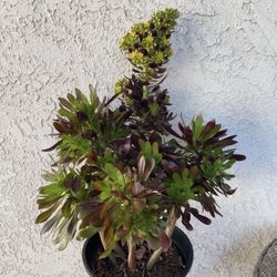 5 Gallon Pot Succulent Plant -  Sculptural Mature Aeonium Arboreum - Tree Aeonium - Black and Green - Rooted & Established - Drought resistant 🪴 