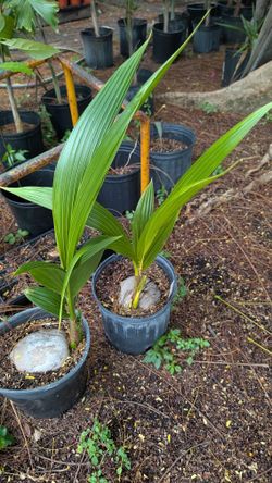Coconut trees $10 each