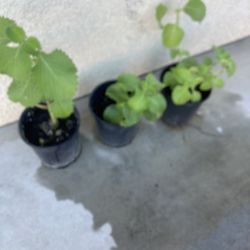Planta De Oregano Orejon