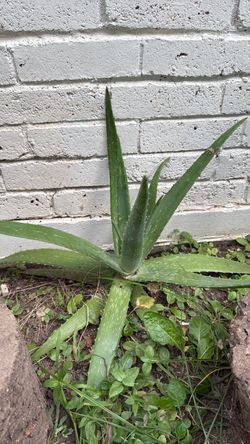 Planta de savila