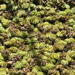 Giant Salvinia Floating Pond Plant