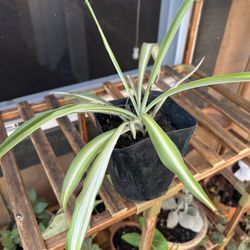 Spider Plant 
