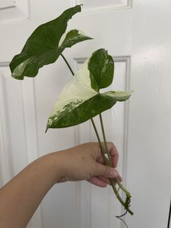 Albo Syngonium plant CUTTING- active roots