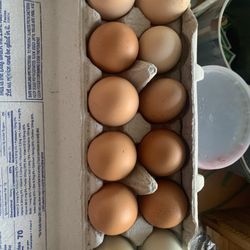 Fresh Eggs