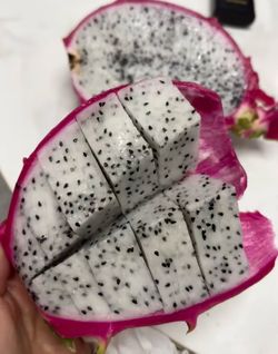 Giant white dragon fruit plant