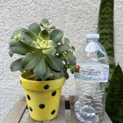 Aeonium Succulent Plant