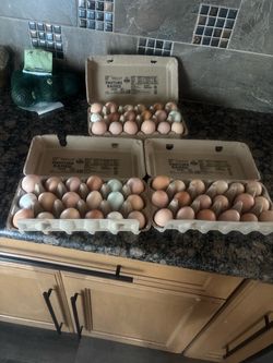 Fresh eggs