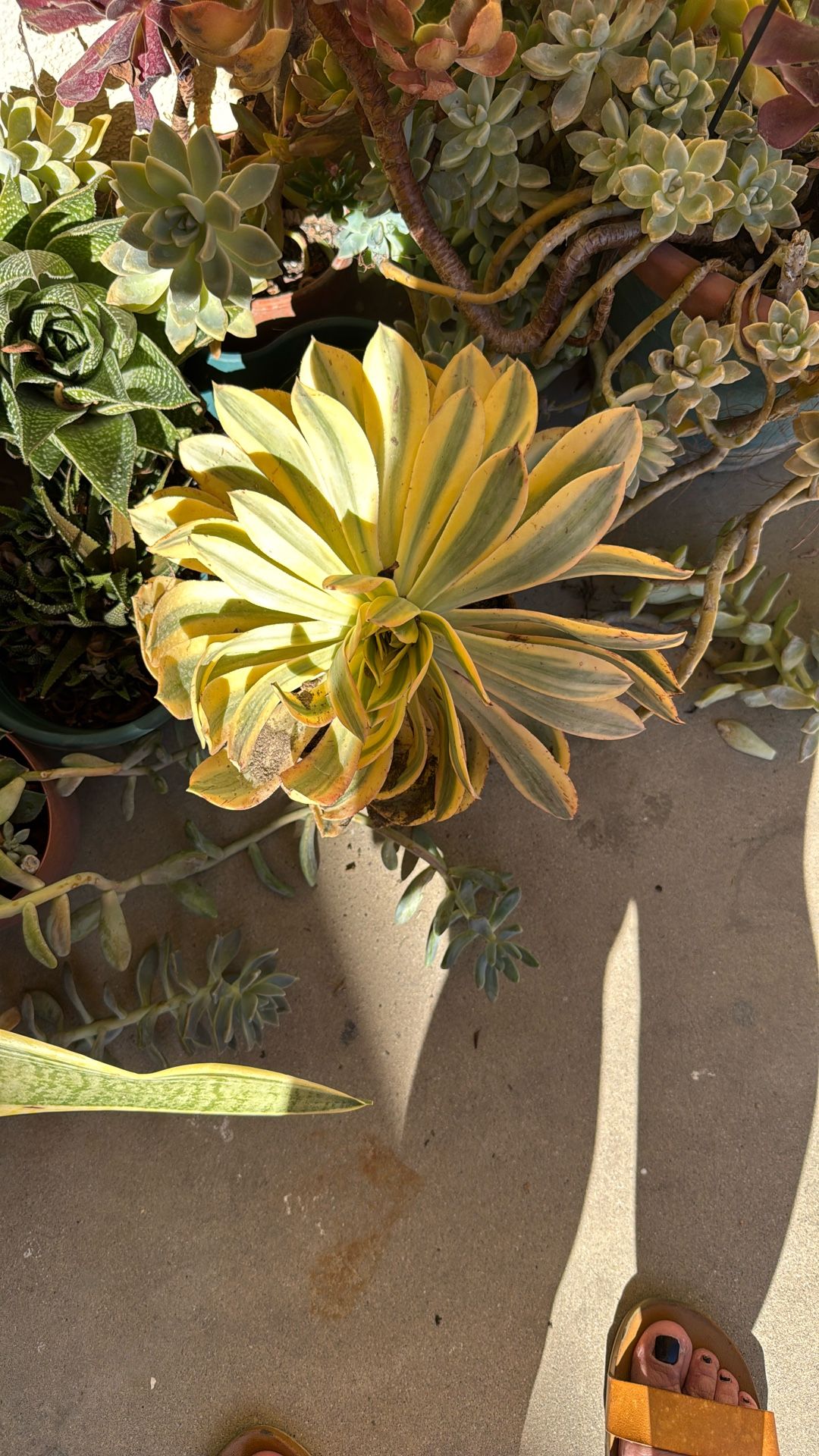 Succulents