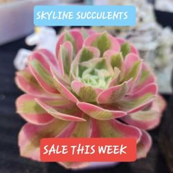 SUCCULENT AND PLANT SALE STARTING AT $3 ONLY. SAN LORENZO