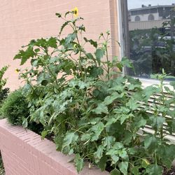 Blooming Sunflowers For Sale $10 For All