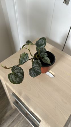 Small Silver Satin Pothos (Scindapsus pictus) in a nursery pot