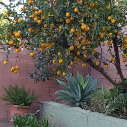 Home Grow Organic Lemons 20 Cents Each