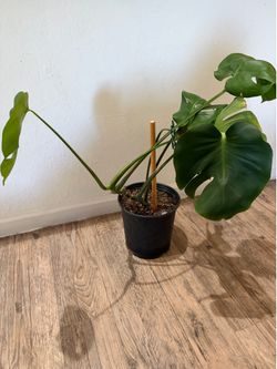 Monstera plant