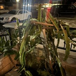 Dragon Fruit Plant 