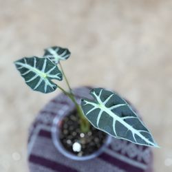Alocasia Bambino | Compact Elegance • Moody Foliage
