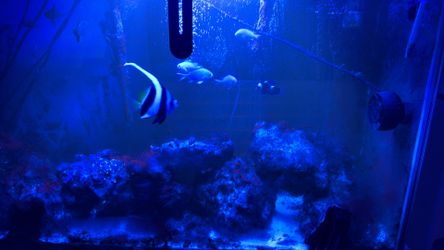 🔥 Complete Saltwater Aquarium Setup | Over $3,000 Invested | $500 Today Only