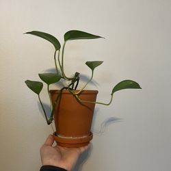 House Plant